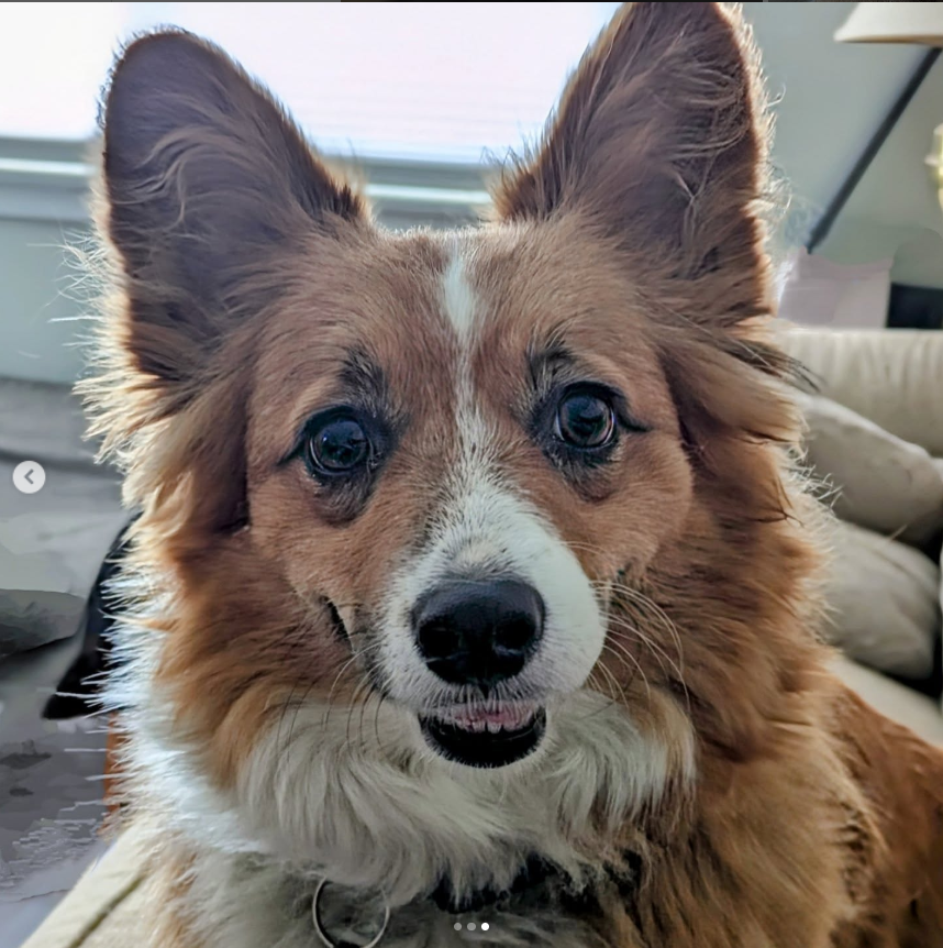Willow Wisp the Corgi