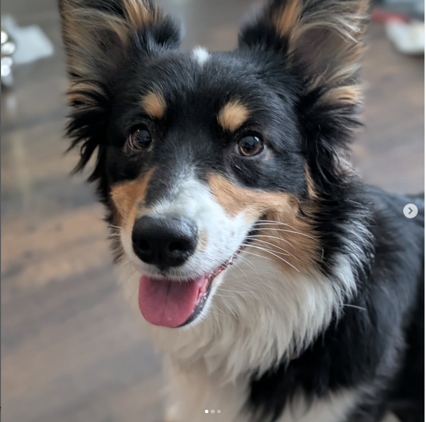 Opal the Corgi