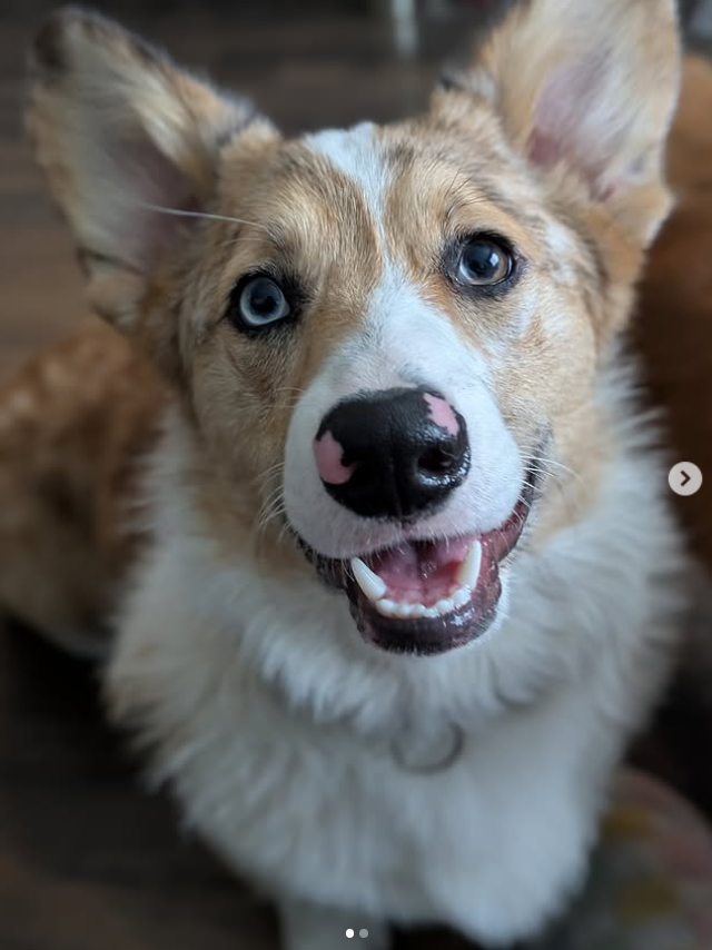 Jasper the Corgi